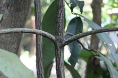 Diospyros blancoi