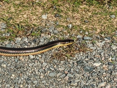 Farancia erytrogramma