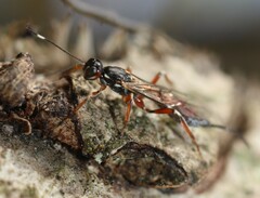 Xorides praecatorius