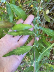 Caryopteris mongholica