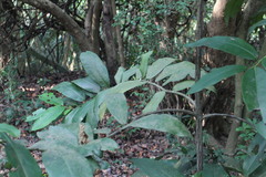 Diospyros blancoi