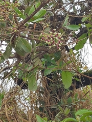 Ochnaceae