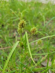 Cyperus cyperoides