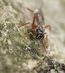 Xorides praecatorius