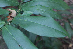 Diospyros blancoi