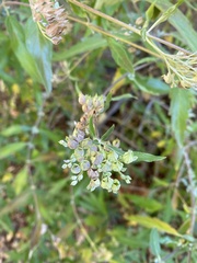 Caryopteris mongholica