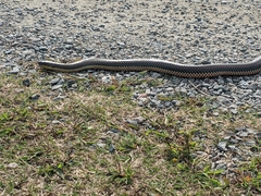 Farancia erytrogramma