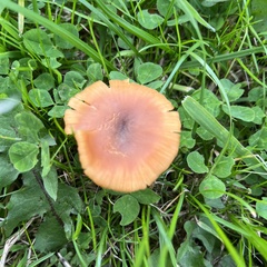 Laccaria laccata