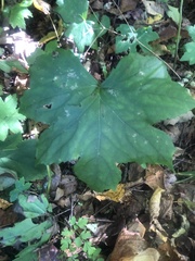 Hydrophyllum canadense