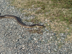 Farancia erytrogramma