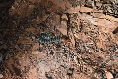 Scolopendra morsitans