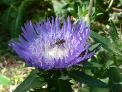 Typocerus lunulatus