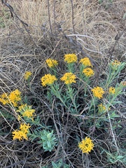 Lasiosiphon capitatus