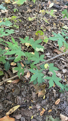 Kalopanax septemlobus