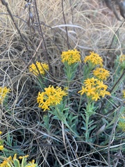 Lasiosiphon capitatus