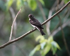 Muscicapa sibirica
