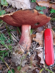 Neoboletus