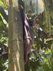 Galeopterus variegatus