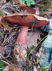 Neoboletus