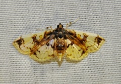 Compacta hirtalis