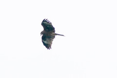 Milvus migrans lineatus