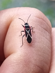 Ochrostomus pulchellus