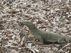 Varanus nebulosus