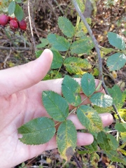 Rosa rubiginosa
