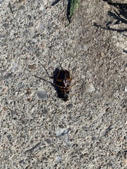 Pseudoophonus