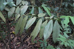 Diospyros blancoi