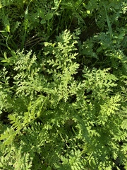 Phacelia tanacetifolia