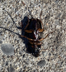 Pseudoophonus