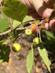 Malus coronaria