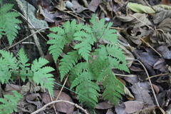 Tectaria devexa