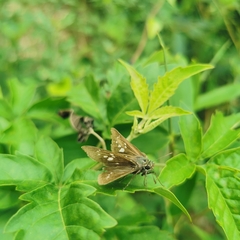 Parnara guttata batta