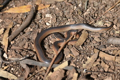 Suta nigriceps