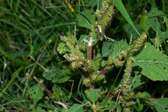 Amaranthus hybridus