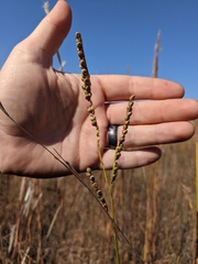 Paspalum distichum