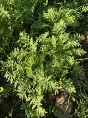 Phacelia tanacetifolia