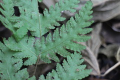 Tectaria devexa