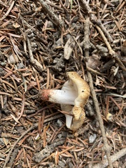 Russula pectinata