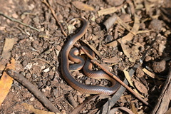 Suta nigriceps