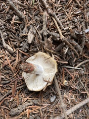 Russula pectinata