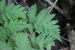 Tectaria devexa