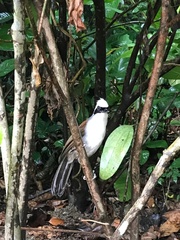 Garrulax leucolophus