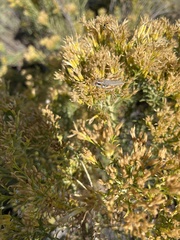 Melanoplus bowditchi