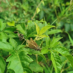 Parnara guttata batta