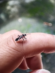 Ochrostomus pulchellus