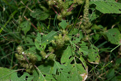 Amaranthus hybridus