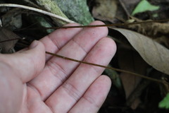 Tectaria devexa